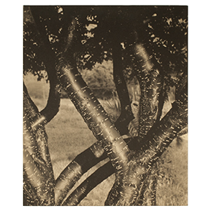 AIC_1949-772_T